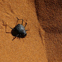 Long-legged Darkling Beetle