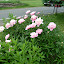 Peony