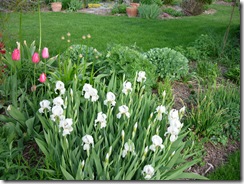 iris