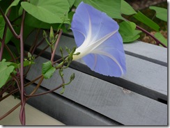 morning glory 002