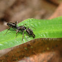 trap jaw ant