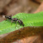 trap jaw ant