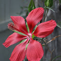 Hibiscus