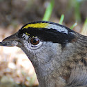 Golden-crowned Sparrow