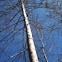 Sweetgum