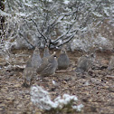 Scaled Quail