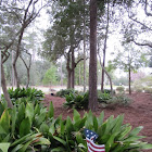 cast-iron plants