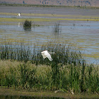 Great Egret