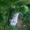 Tomato Hornworm