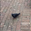 Pigeon
