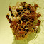 ભમરી ततैया Paper wasp