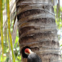 Carpintero Yucateco (Yucatan Woodpecker)