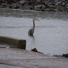 Great Blue Heron