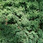 Dwarf Japanese Garden Juniper