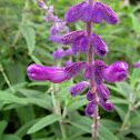 Hybrid Lavender