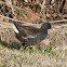 Eurasian Common Moorhen