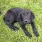 Black Labrador