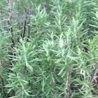 Rosemary