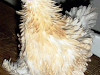 Gallo Y Gallina Rizada 5 12 Meses