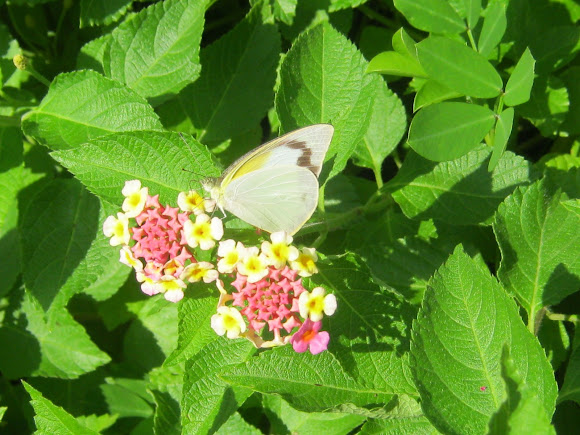 Spotting Image 1