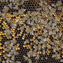 Honey Bees