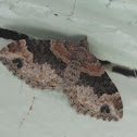 Red Twin-Spot