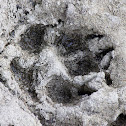 footprint