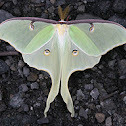 Luna Moth