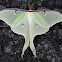 Luna Moth