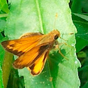 Zabulon Skipper
