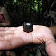 pill millipede