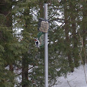 Downy Wood-Pecker (male)