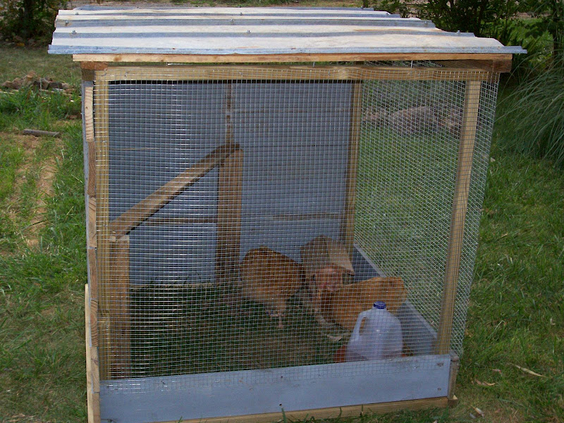Rooster Coop 24 hours, 2 Roosters & 1 Great Idea... BackYard Chickens Learn How to Raise