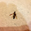 Yellow Jacket (Wasp)