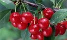 cereza