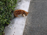Some random cat I found.