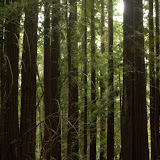 Big Basin Redwoods State Park