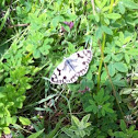 Marbled White