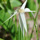 White-topped Sedge, Starrush Whitetop