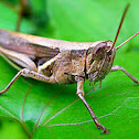 Grasshoper