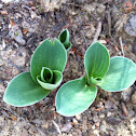 Blue mouse ears hosta