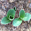 Blue mouse ears hosta