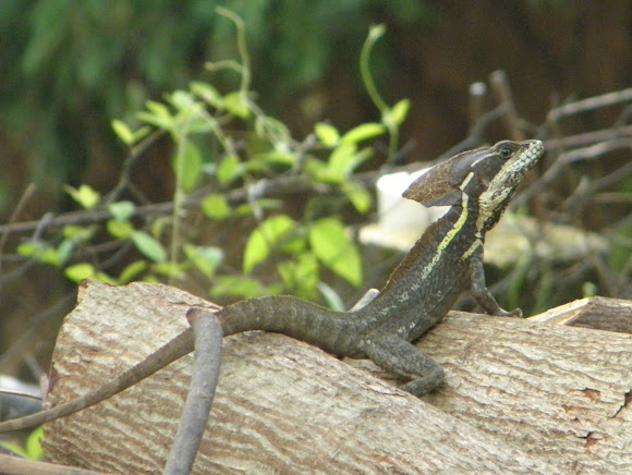 Spotting Image 1