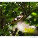 Rose-breasted Grosebeak