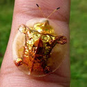 Golden Tortoise Beetle