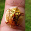 Golden Tortoise Beetle
