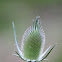 Fuller's teasel / wild teasel