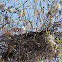 Bird Nest