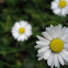 Daisy