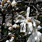 Star magnolia